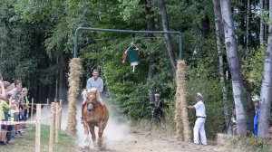 Reiten